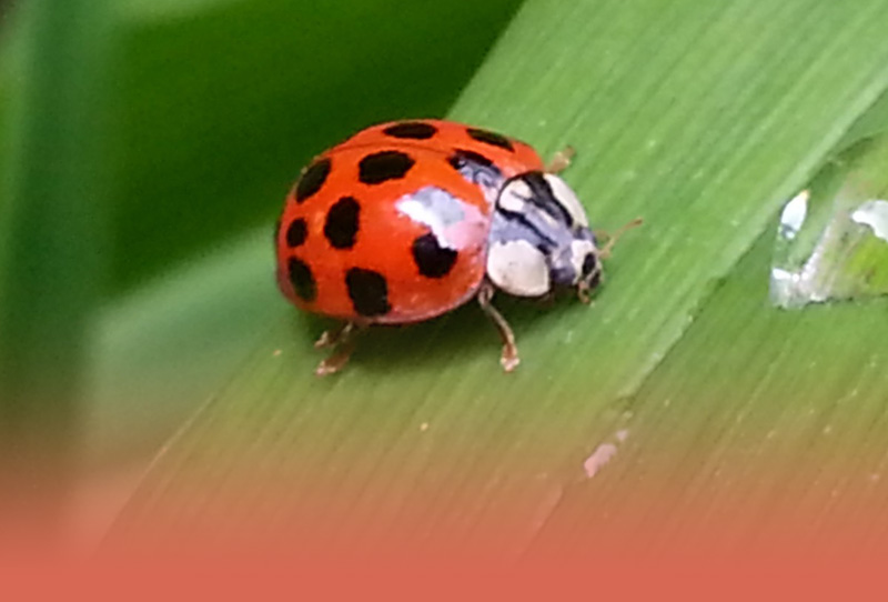 Ladybugs for Isabella
